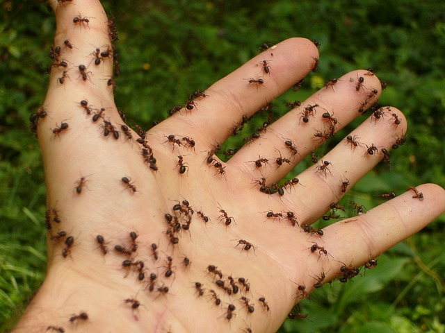 A picture containing grass, vegetableDescription automatically generated